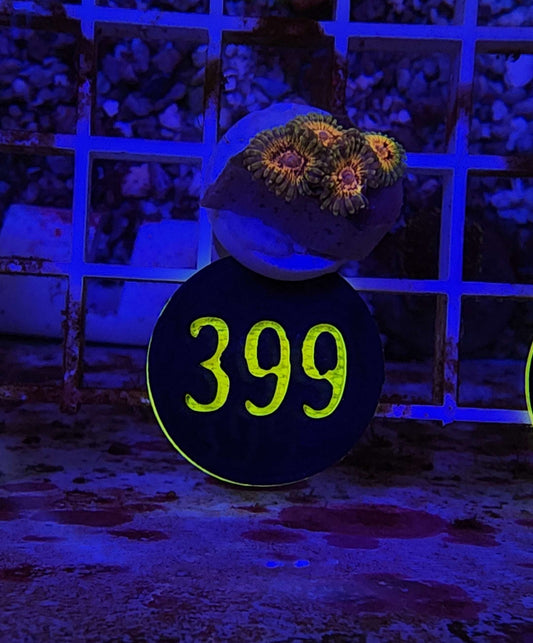 GLC Adonis Zoanthid Frag, WYSIWYG!