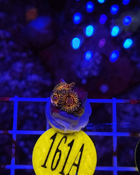 GLC Adonis Zoanthid Frag, WYSIWYG!