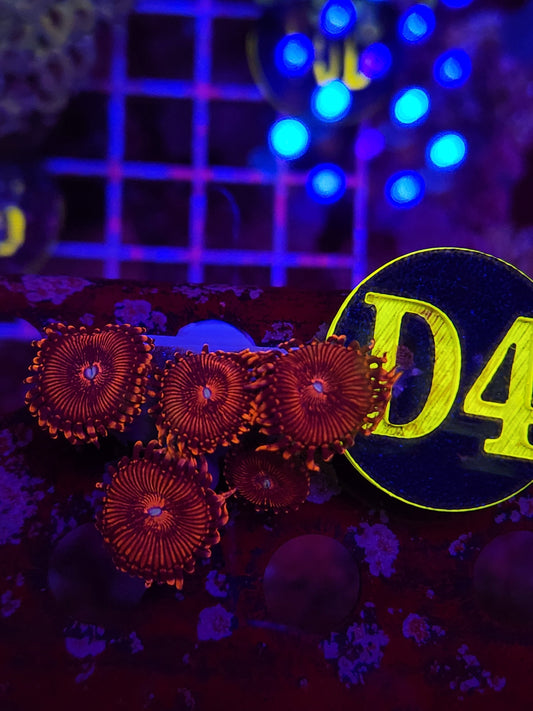 GLC Blood Moon Zoanthid Frag WYSIWYG!