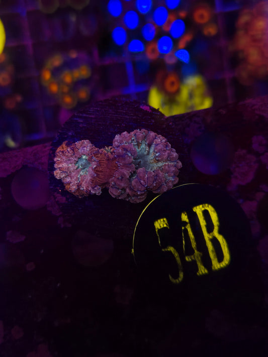 GLC Candy Cane Blasto Frag WYSIWYG!