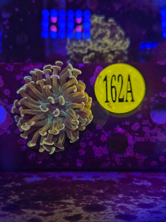 GLC Gold Rush Hammer Coral WYSIWYG!