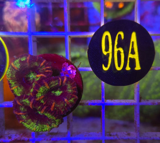 GLC Green Acan WYSIWYG!