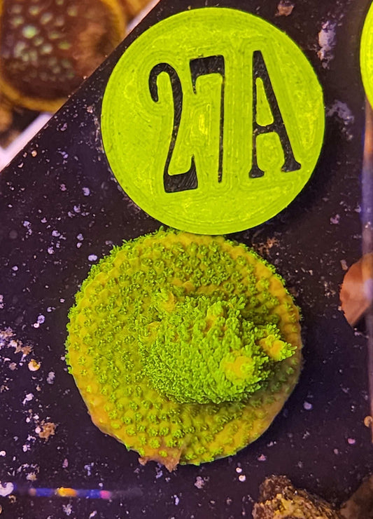 GLC Green Goblin Millepora, WYSIWYG!