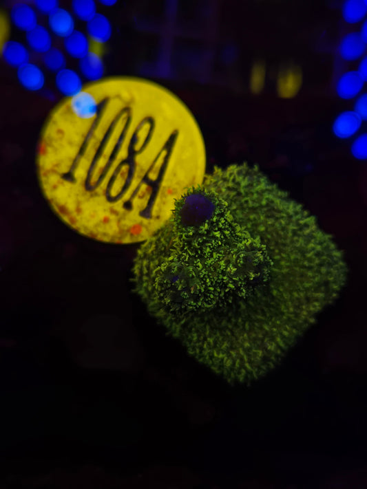 GLC Green Hairy Monster Millepora WYSIWYG!