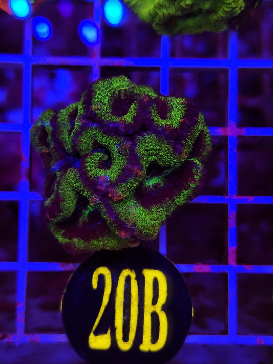 GLC Green Machine Acan, WYSIWYG!