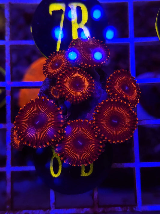 GLC Inferno Zoanthid Frag, WYSIWYG!