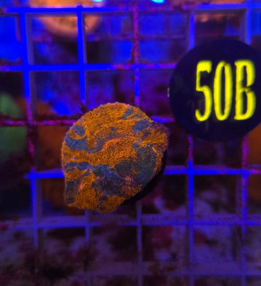 GLC Orange Crush Chalice Coral WYSIWYG!