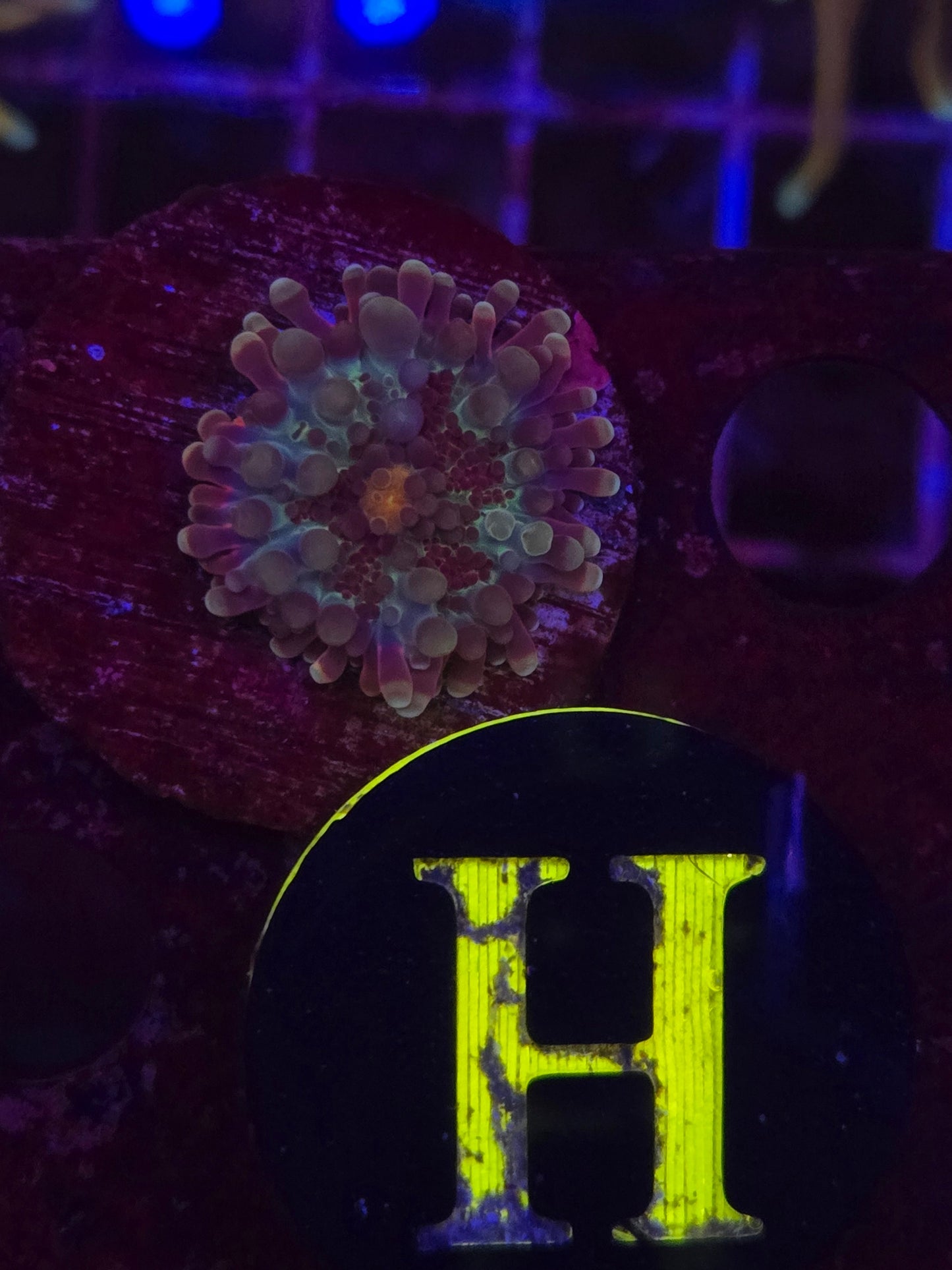 GLC Midnight Magic Bounce Mushroom WYSIWYG!
