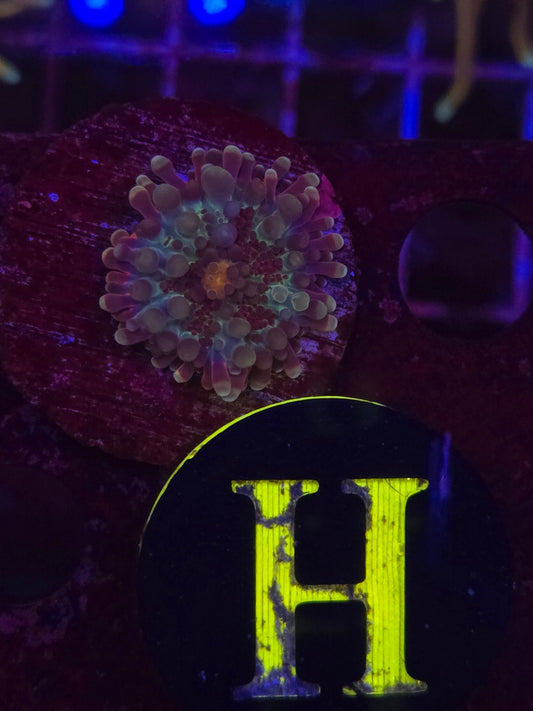 GLC Midnight Magic Bounce Mushroom WYSIWYG!