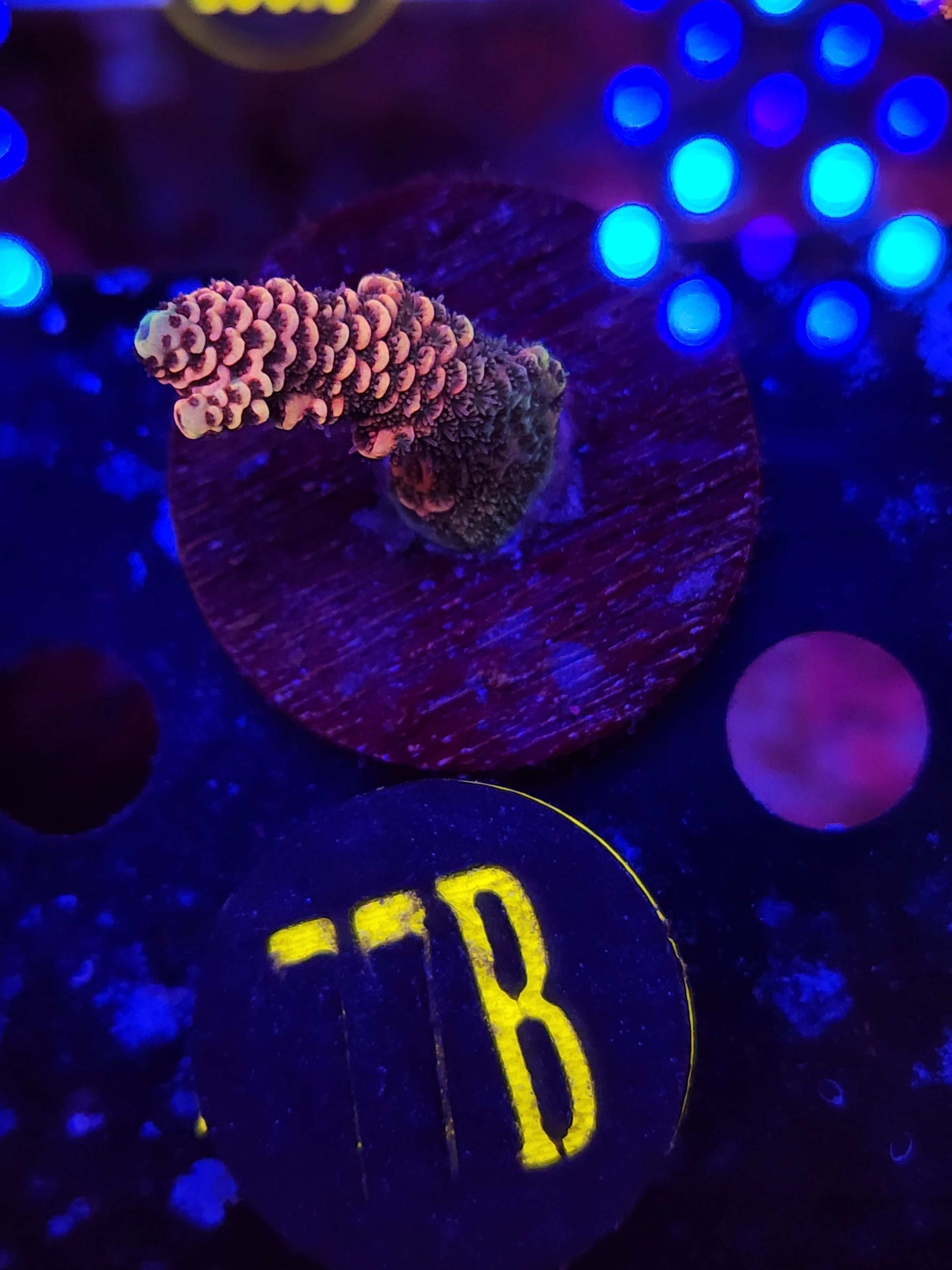 GLC Orange Millepora, WYSIWYG!