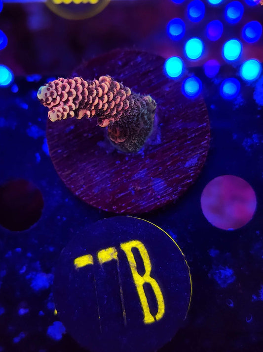 GLC Orange Millepora, WYSIWYG!