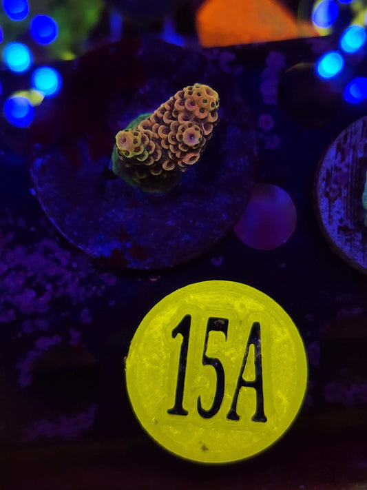 GLC Orange Millepora, WYSIWYG!