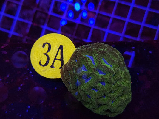 GLC Planet Earth Brain Coral, WYSIWYG!