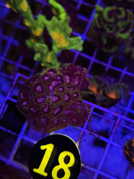 GLC Purple Slurp Favia, WYSIWYG!