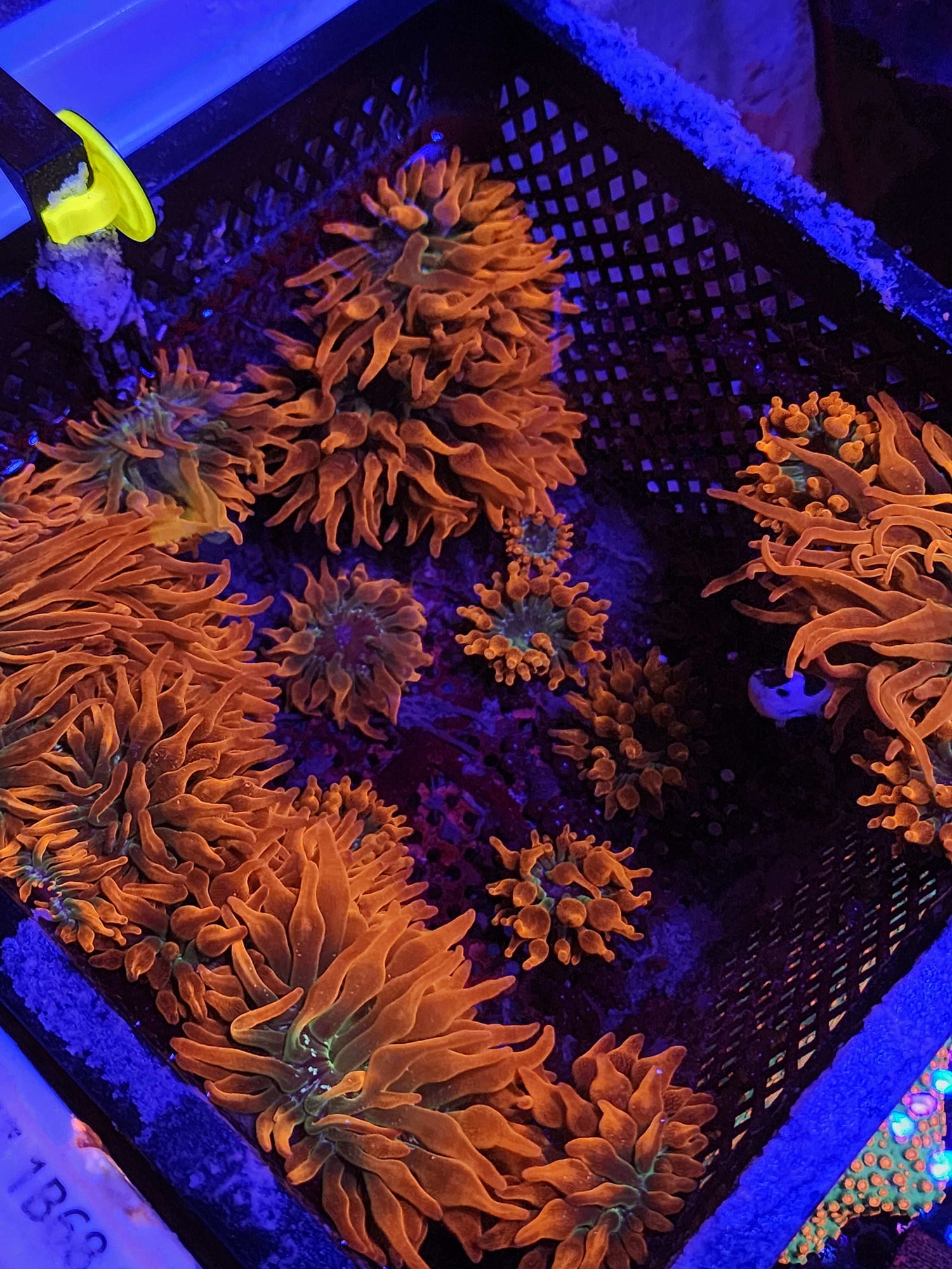 GLC Rainbow Bubble Tip Anemone