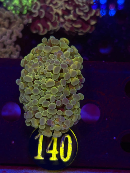 GLC Rainbow Hammer Coral WYSIWYG!
