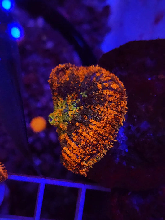 GLC Rainbow Rhodactis Mushroom, WYSIWYG!