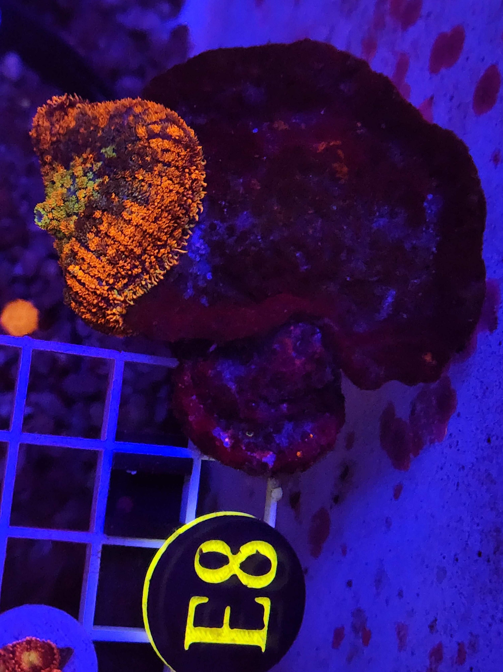 GLC Rainbow Rhodactis Mushroom, WYSIWYG!