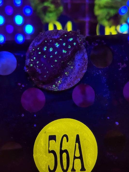 GLC Stary Night, WYSIWYG!