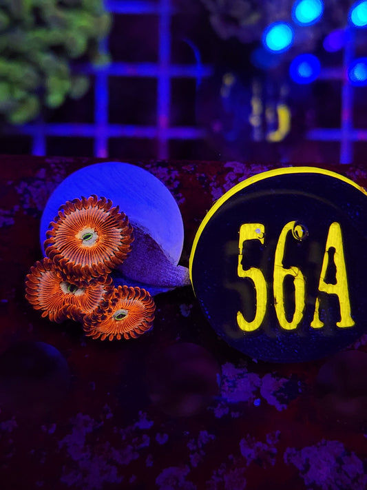 GLC White Out Zoanthid Frag WYSIWYG!