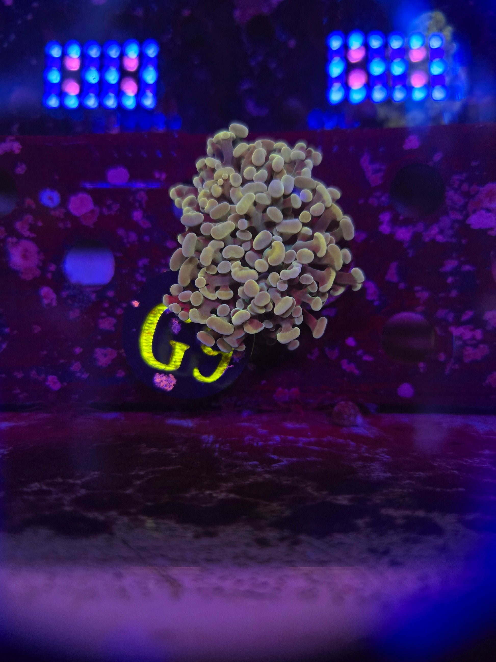 Gold Hammer Coral WYSIWYG!