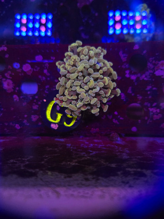Gold Hammer Coral WYSIWYG!