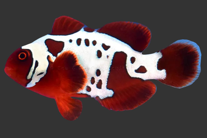Gold Lightning Maroon Clownfish (2’’)