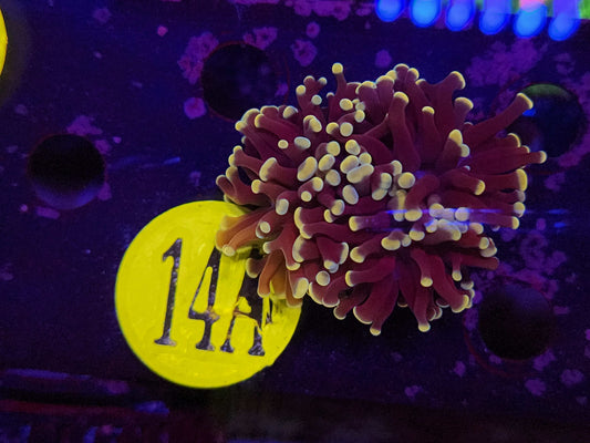 Gold Tipped Frogspawn, WYSIWYG!