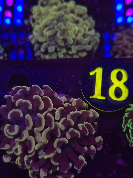 Golden Hammer Coral WYSIWYG!