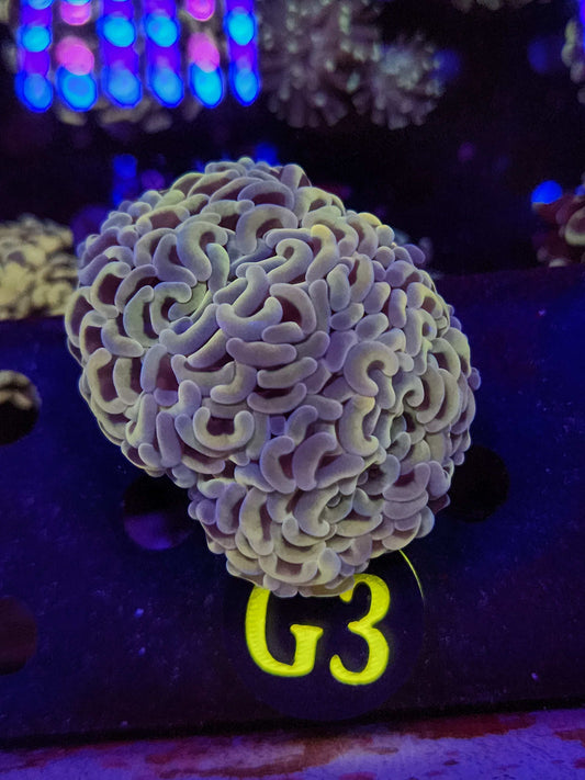 Golden Hue Hammer Coral, WYSIWYG!