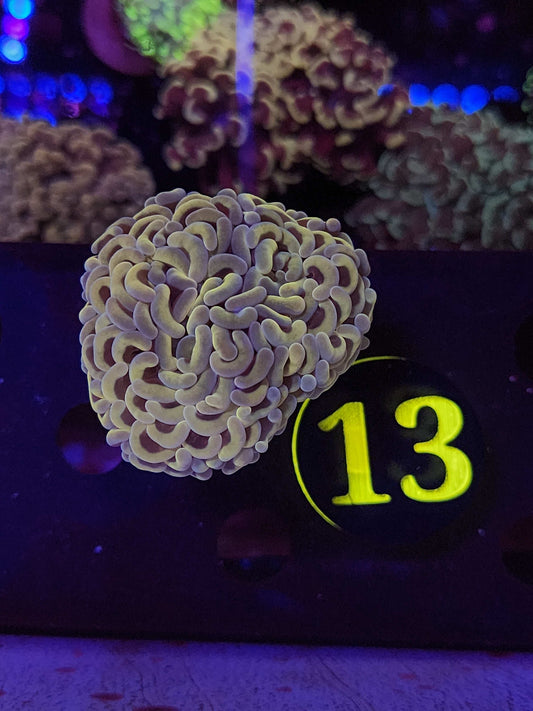 Golden Teal Hammer Coral, WYSIWYG!