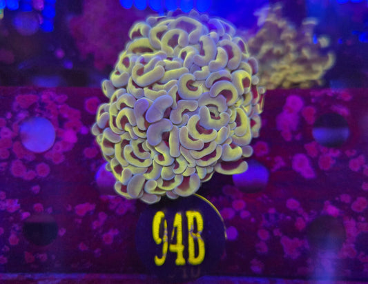 Golden Teal Hammer Coral WYSIWYG!