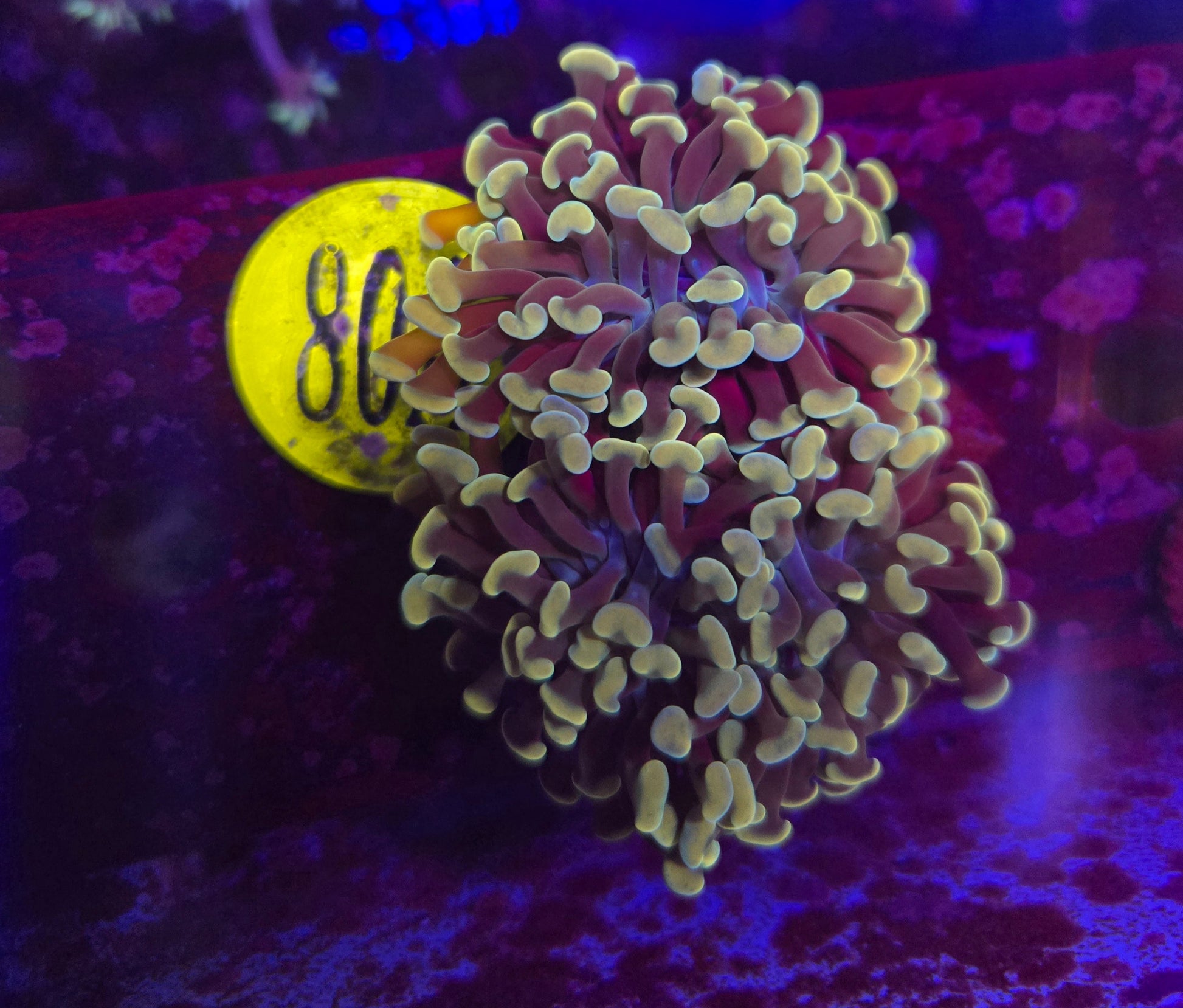 Golden Teal Hammer Coral WYSIWYG!