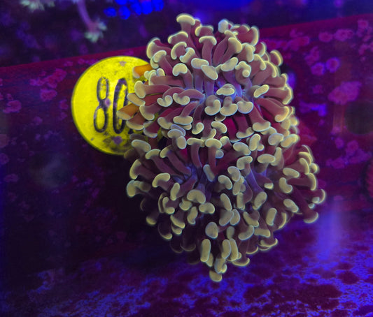 Golden Teal Hammer Coral WYSIWYG!