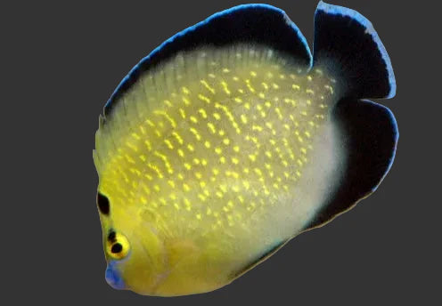 Goldflake Angelfish (3-4’’)