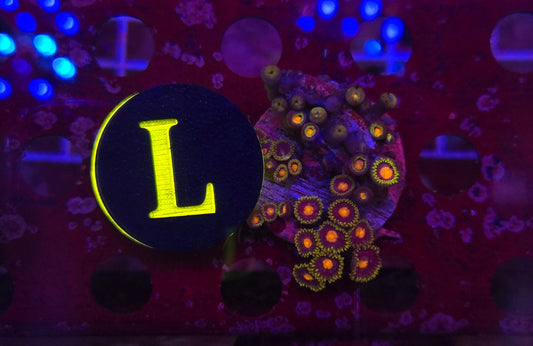 Gorilla Nipples Zoanthid Frag,WYSIWYG!