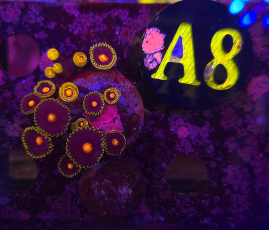 Gorilla Nipples Zoanthid Frag WYSIWYG!