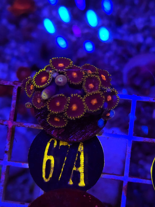 Gorilla Nipples Zoanthid Frag, WYSIWYG!