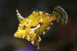 Green Aptasia Eating FIlefish (2-3’’)