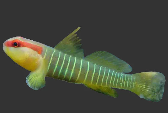 Green Banded Goby (1’’)