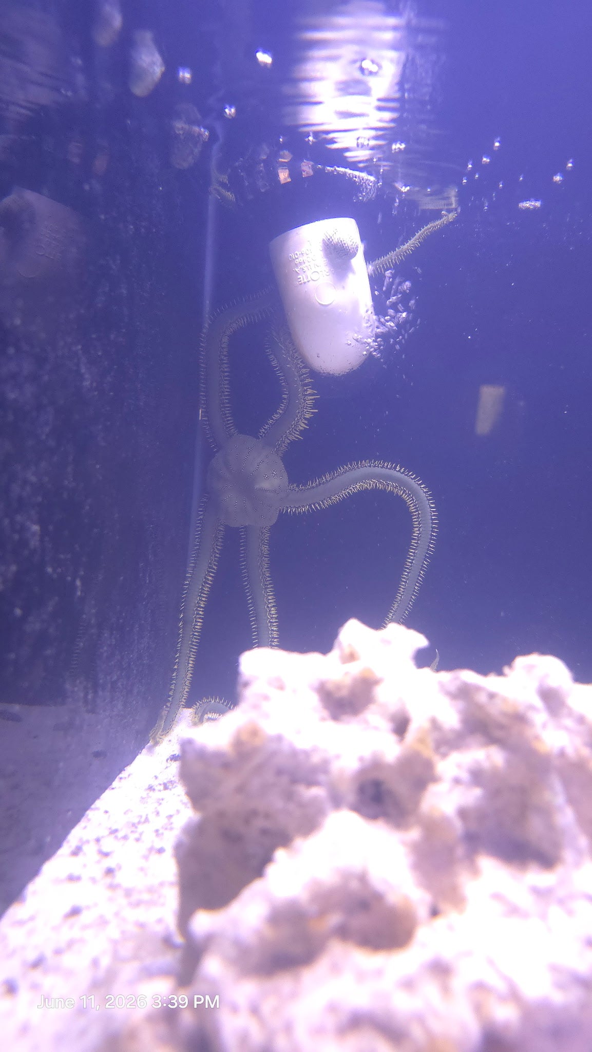 Green Brittle Starfish WYSIWYG!