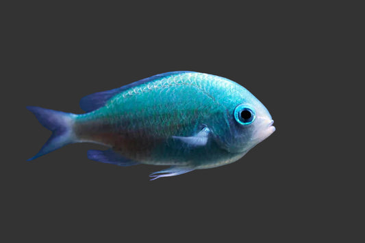 Green Chromis (1-2’’)