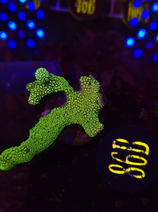 Green Digitata Frag WYSIWYG!