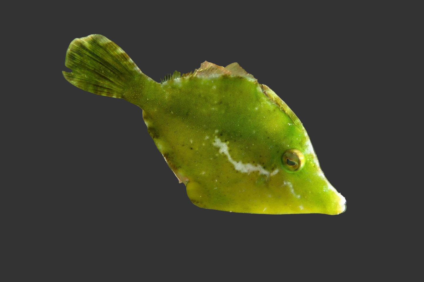 Green Filefish (Monacanthus Ciliatus) (2-3’’)