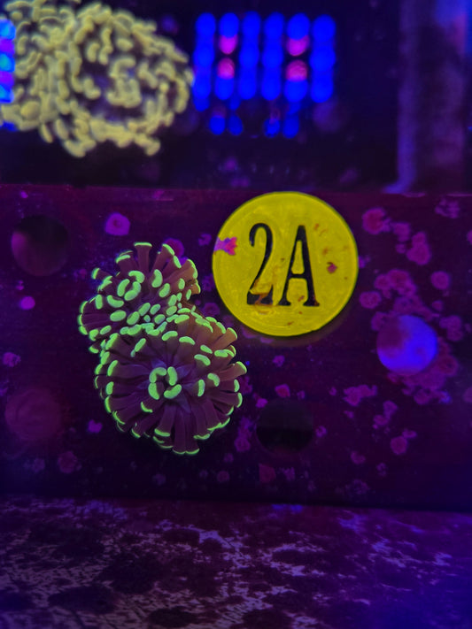Green Hammer Coral WYSIWYG!