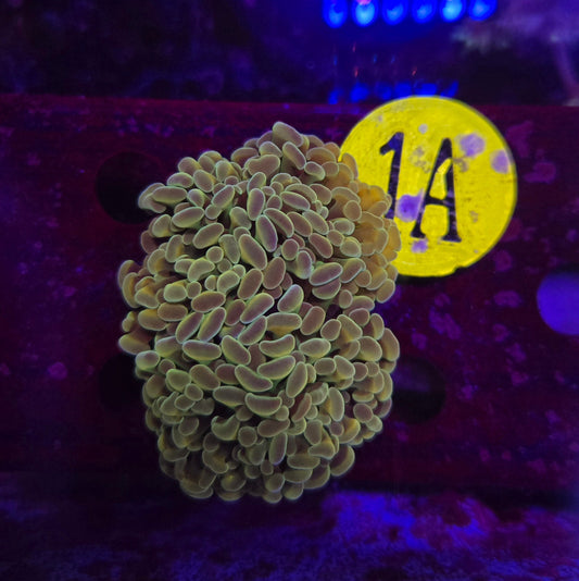 Green Hologram Hammer Coral WYSIWYG!