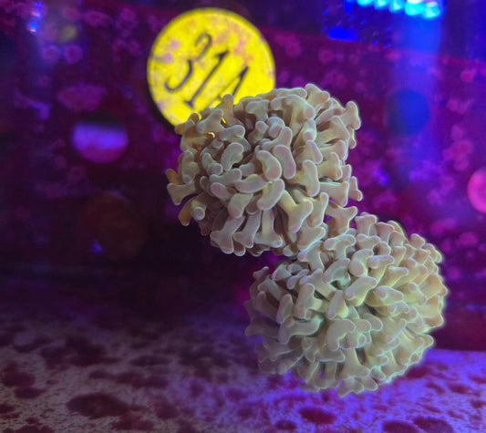 Green Hologram Hammer Coral WYSIWYG!