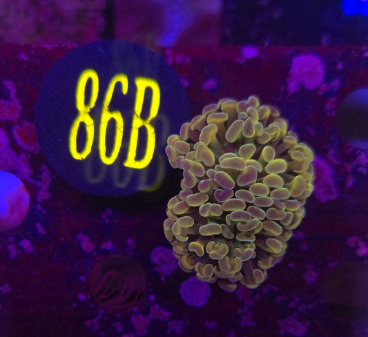 Green Hologram Hammer Coral WYSIWYG!