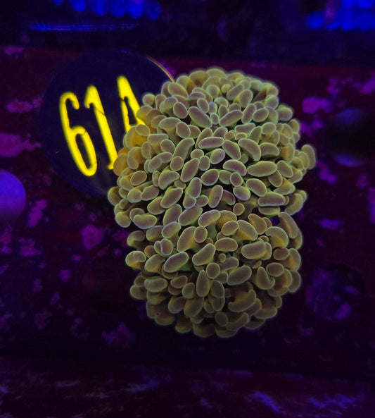 Green Hologram Hammer Coral WYSIWYG!