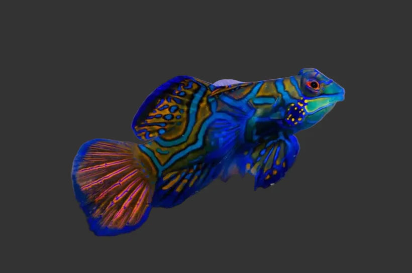 Green Mandarin Goby (2’’)
